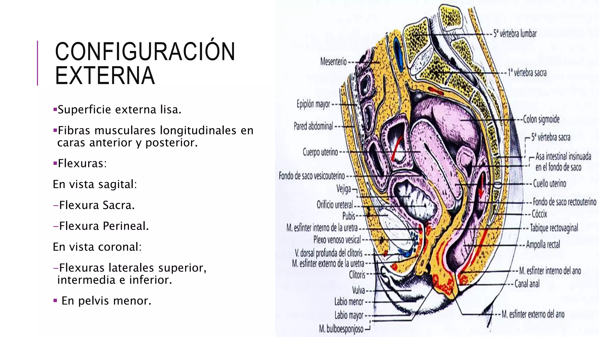 Recto y canal anal | PPTX