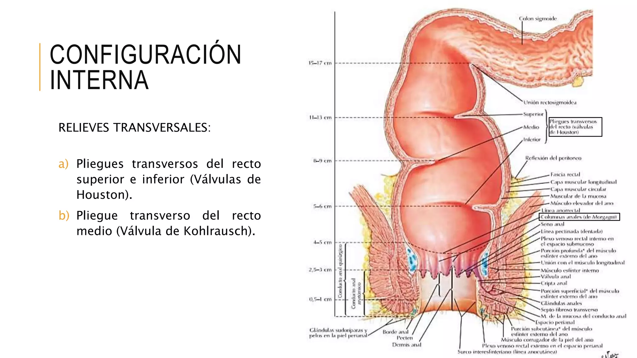 Recto y canal anal | PPTX