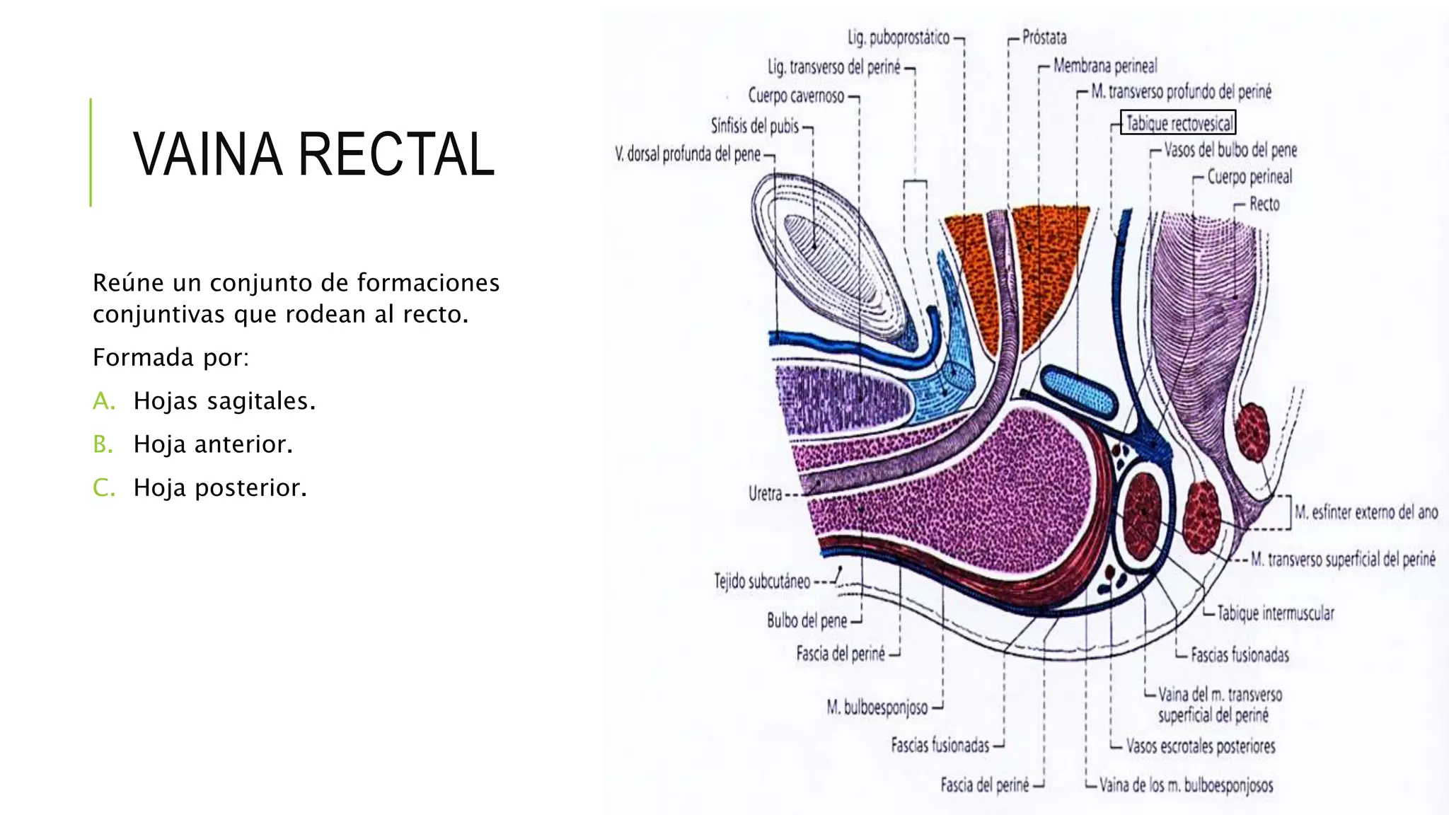 Recto y canal anal | PPTX