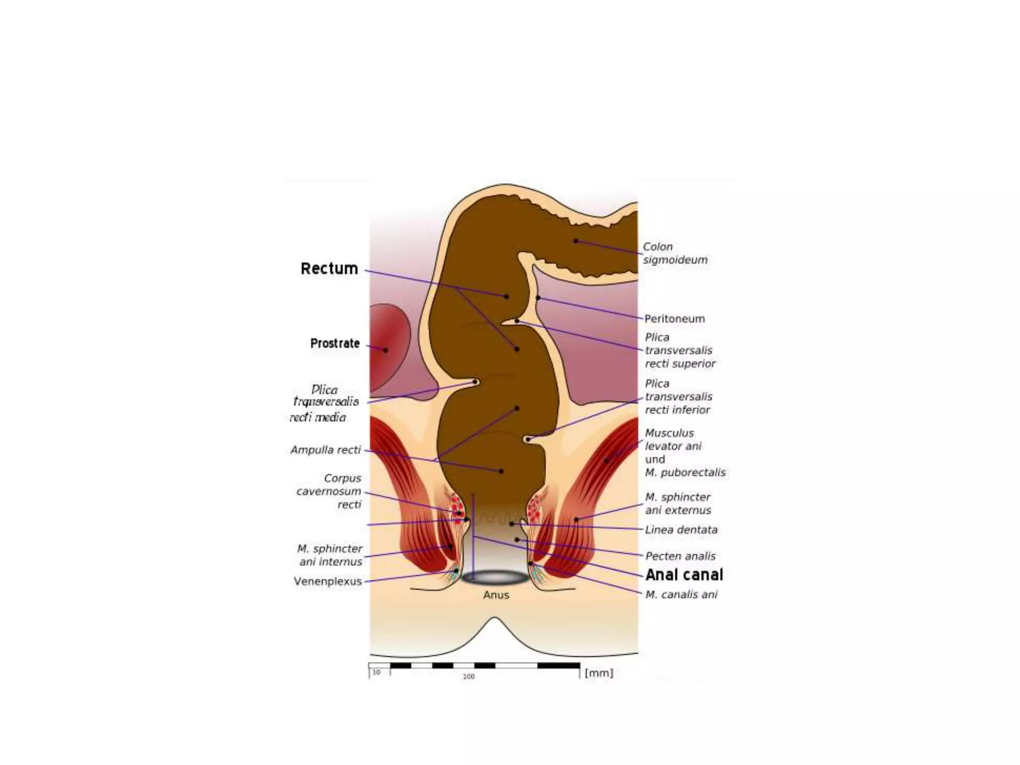 Rectum anatomy | PPTX