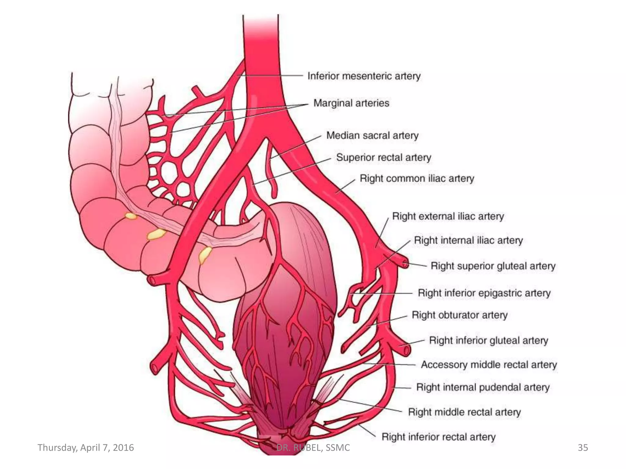Rectal Part Rectum anatomy | PPTX