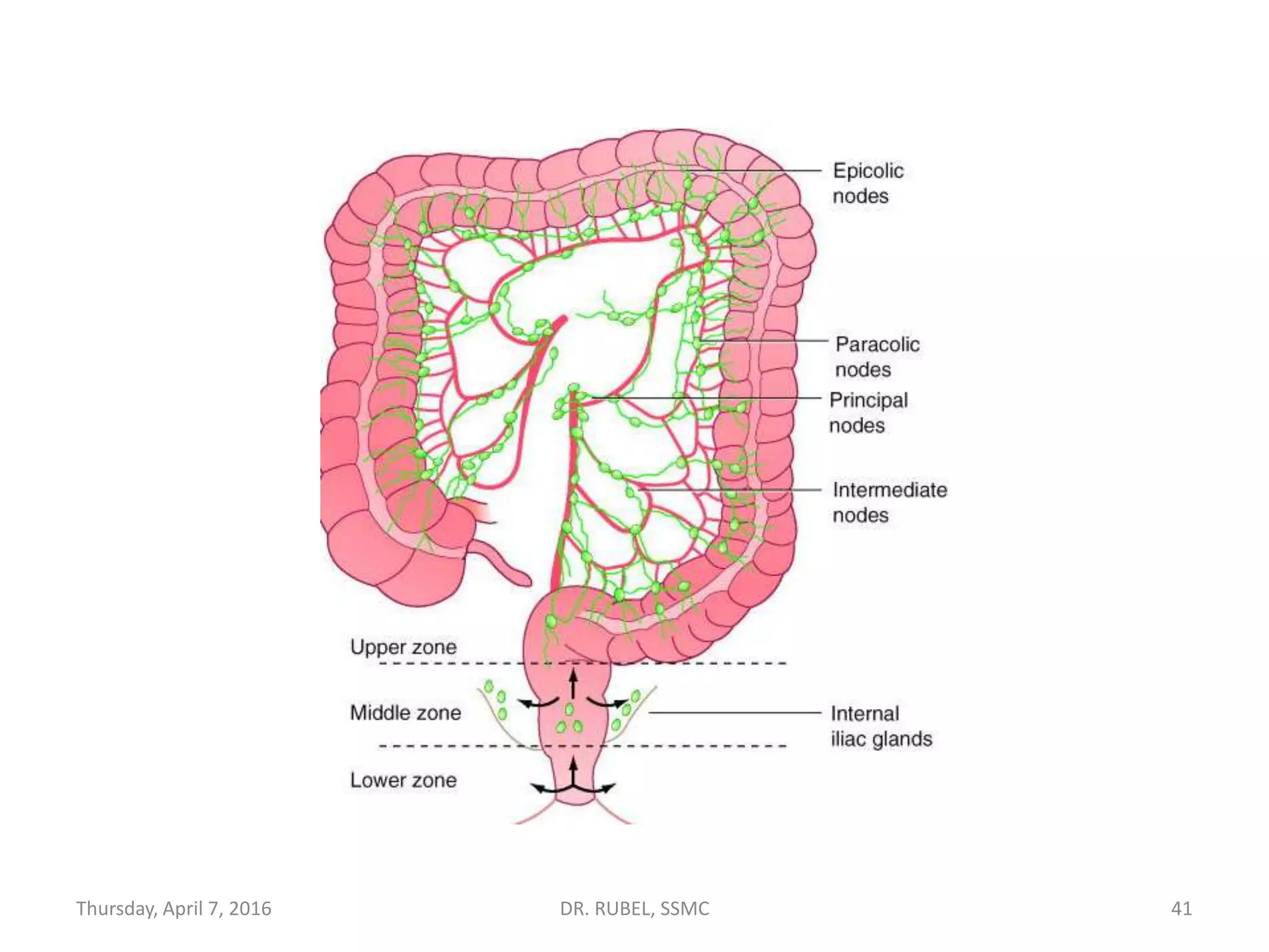 Rectum anatomy | PPTX