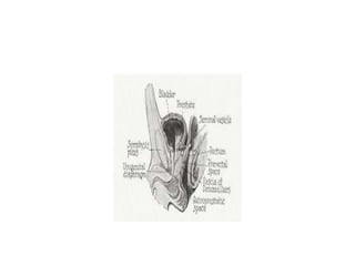 Urectum Rectum anatomy | PPTX