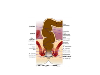 Urectum Rectum anatomy | PPTX