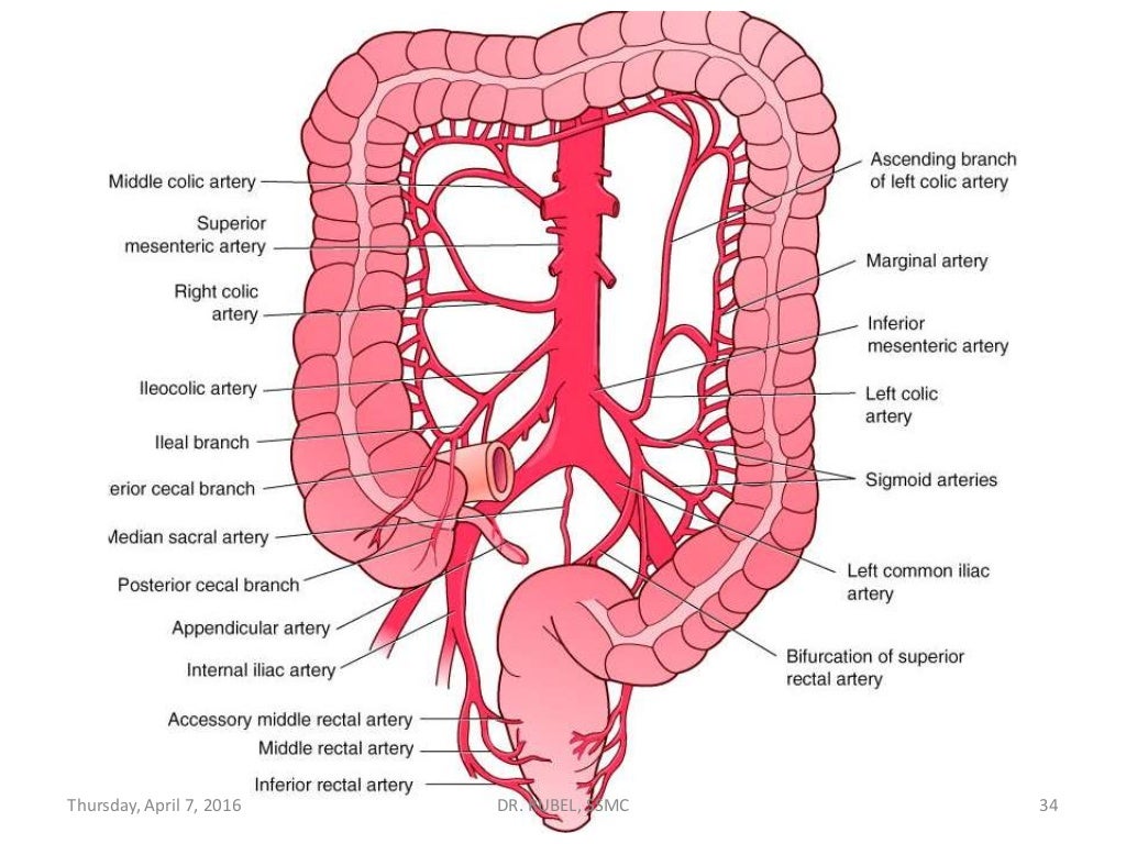 Rectum Anatomy Rectum Anatomy