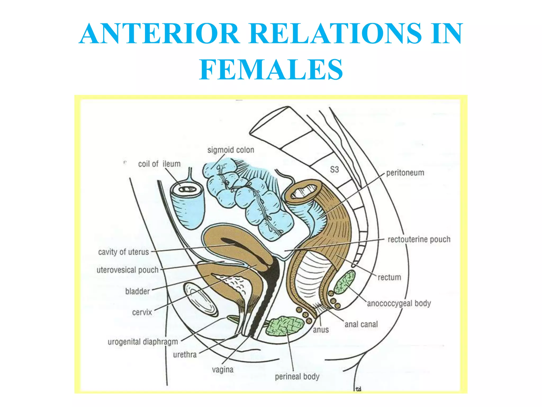 ANTERIOR RELATIONS IN
FEMALES