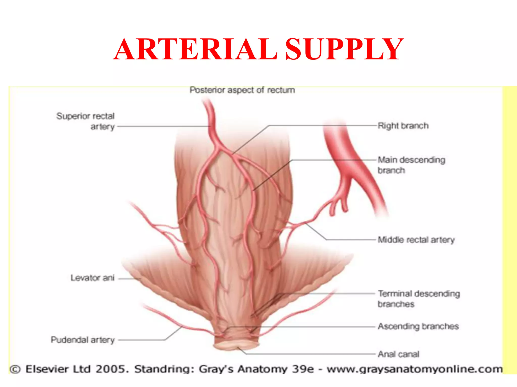 ARTERIAL SUPPLY