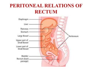 Urectum Anatomy of Rectum.pptx