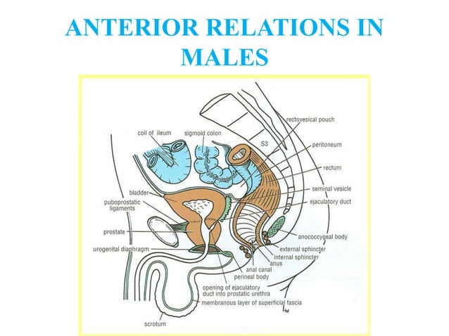 Anatomy of Rectum.pptx