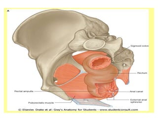 Urectum Anatomy of Rectum.pptx