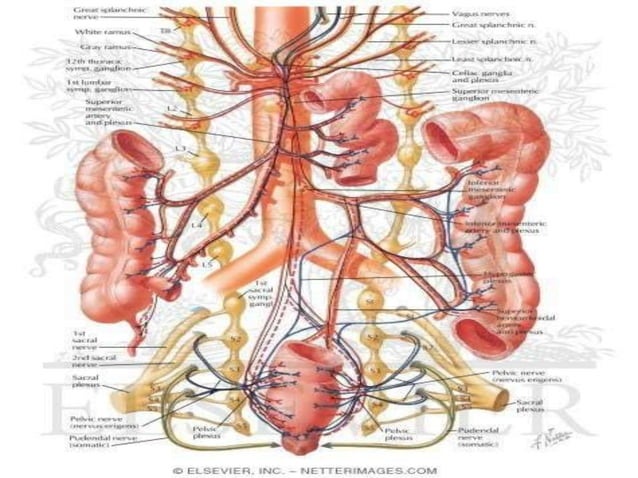 Urectum Anatomy of Rectum.pptx