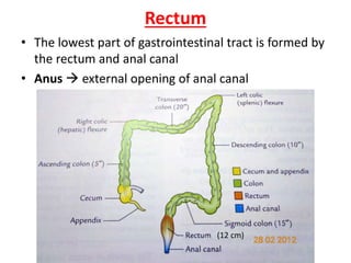 Rectum
• The lowest part of gastrointestinal tract is formed by
the rectum and anal canal
• Anus  external opening of anal canal
(12 cm)
 