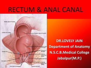 RECTUM & ANAL CANAL
DR.LOVELY JAIN
Department of Anatomy
N.S.C.B.Medical College
Jabalpur(M.P.)
 