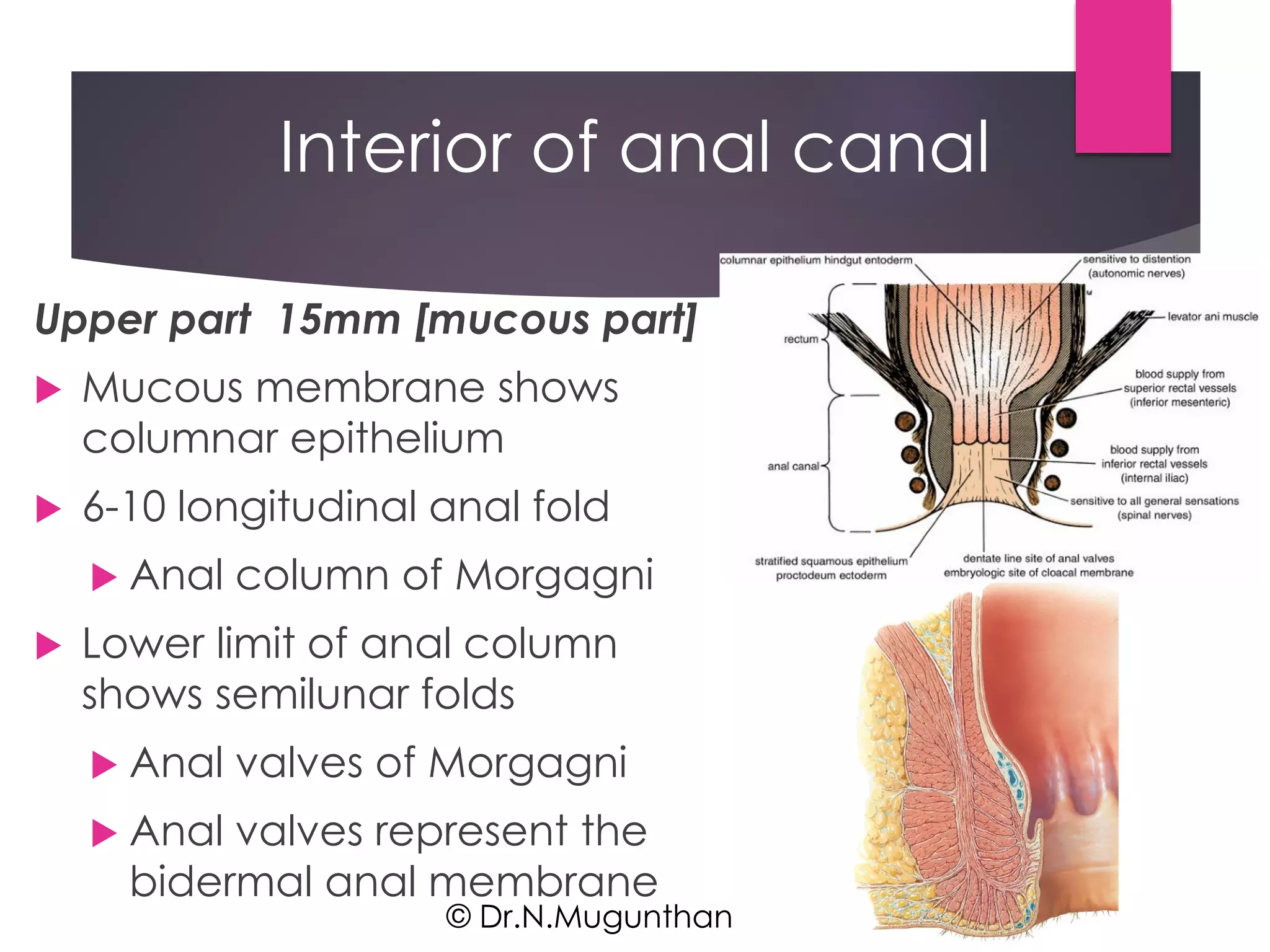 Rectum Anal Canal By Prof Dr N Mugunthan PDF Rectum Anal Canal By Prof Dr N Mugunthan PDF