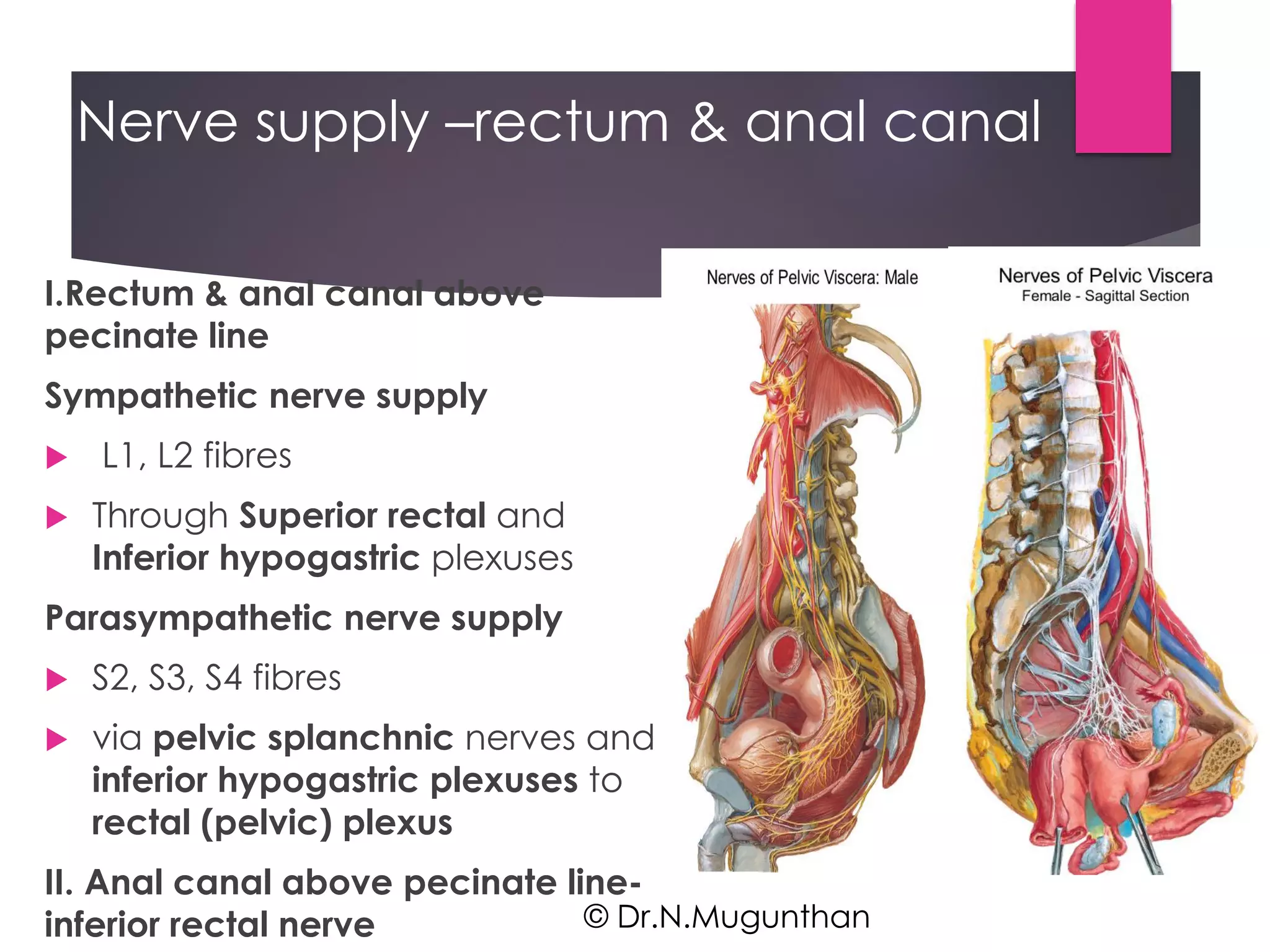 Rectum & Anal canal By Prof.Dr.N.Mugunthan | PDF