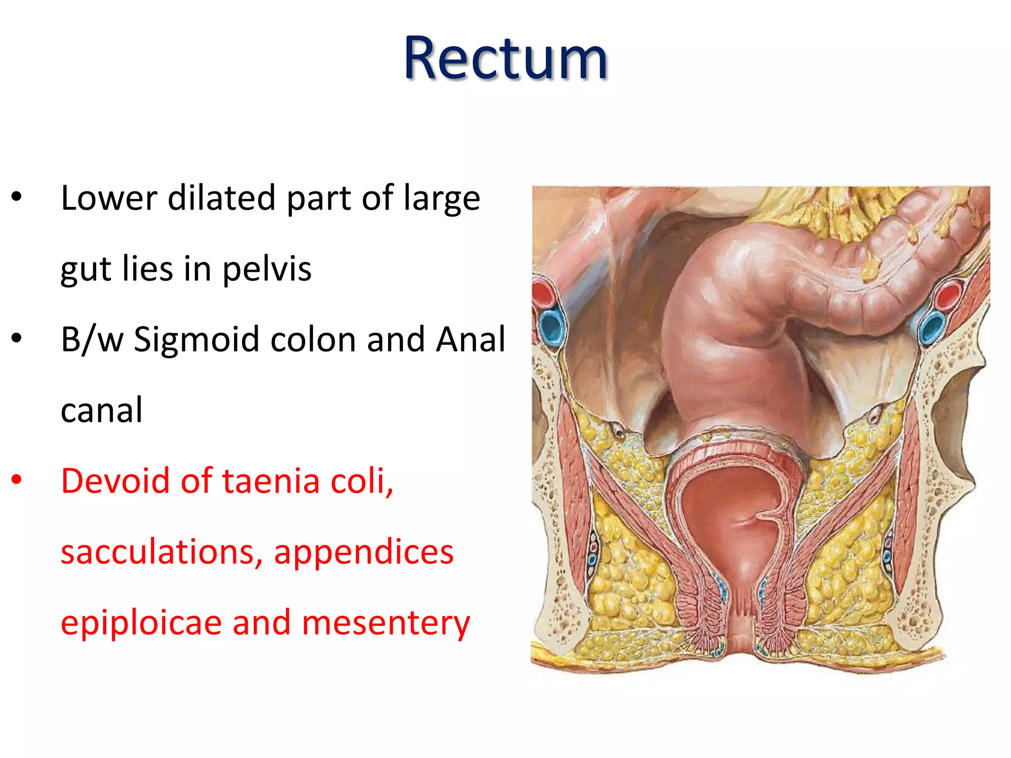 Rectum & anal canal | PPTX