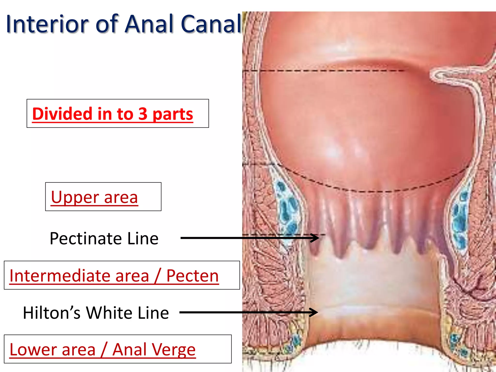 Rectum & anal canal | PPTX