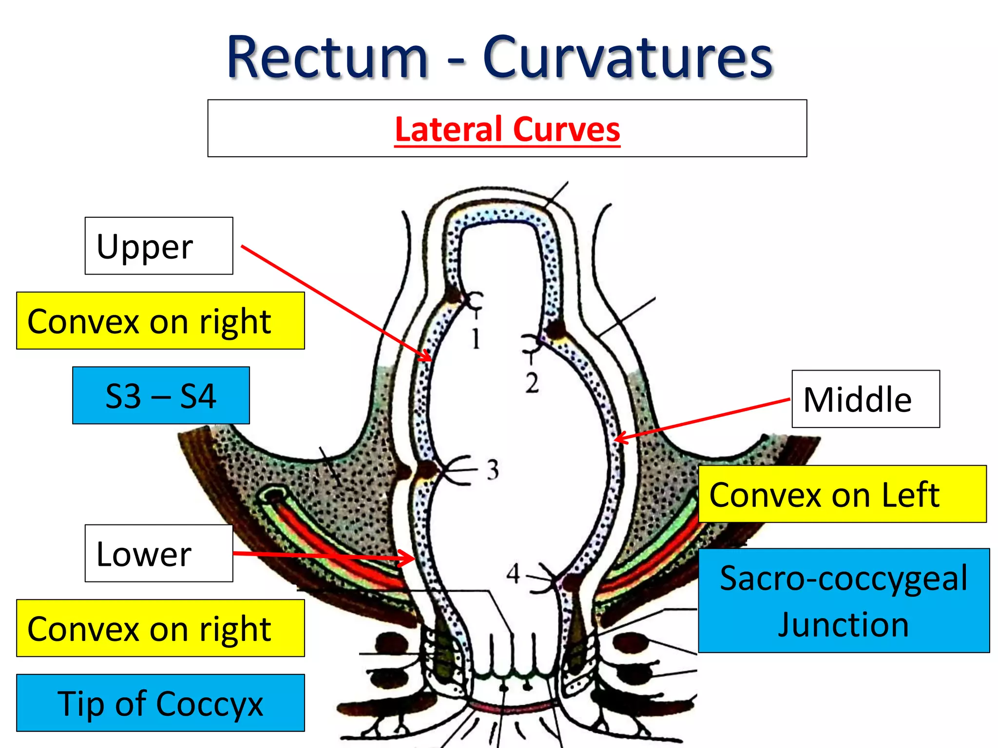 Rectum & anal canal | PPTX