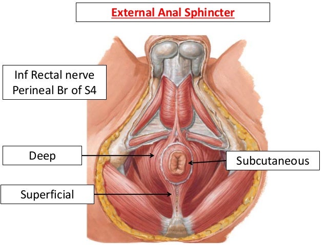 Best hentai deepthroat