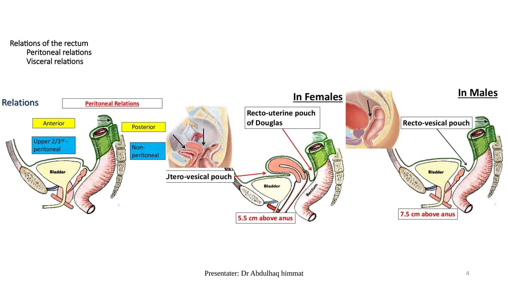 rectum anatoy by dr abdulhaq himmat.pptx