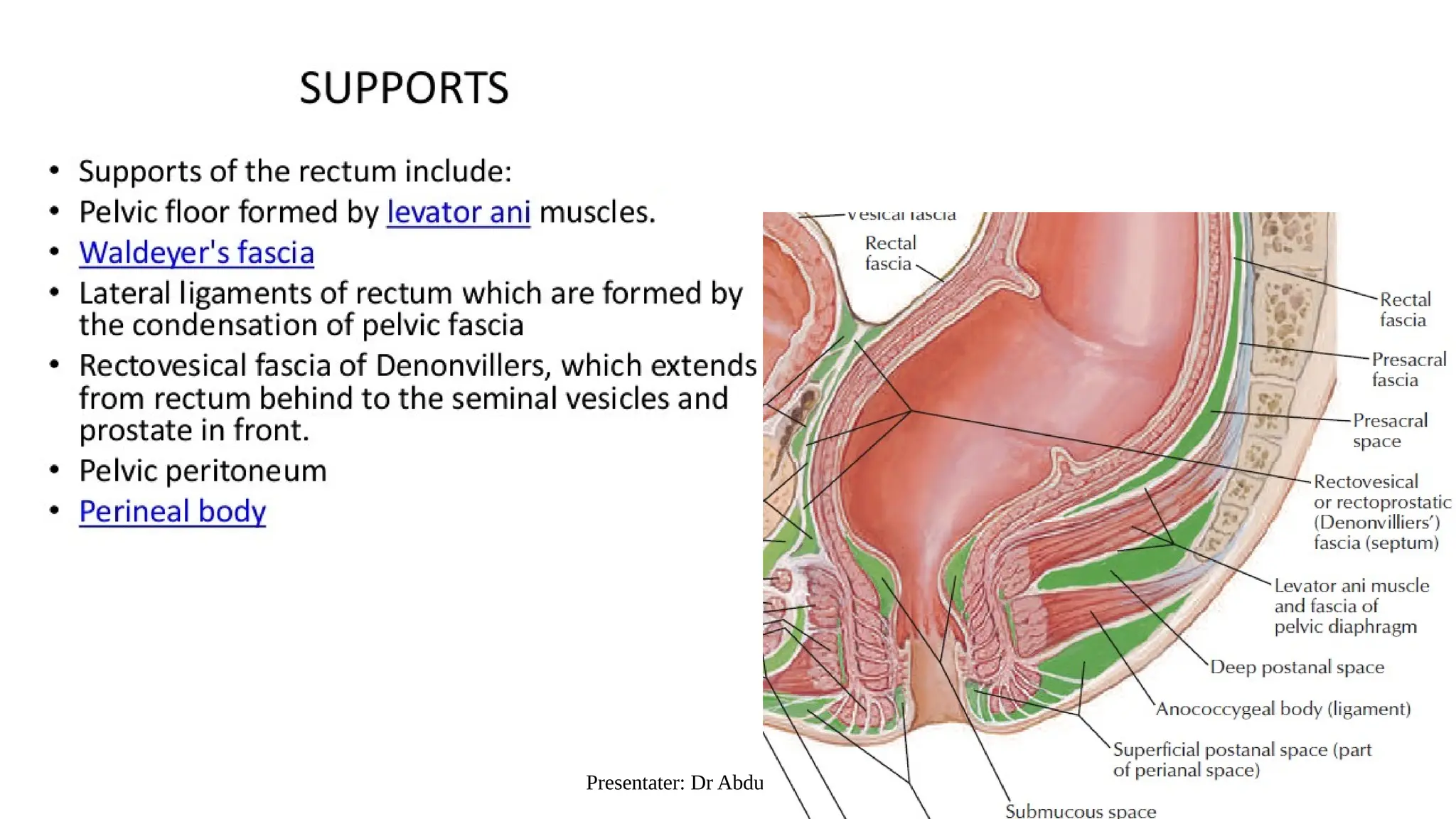 Urectum rectum anatoy by dr abdulhaq himmat.pptx