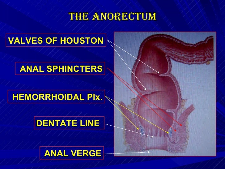 Rectum And Anus