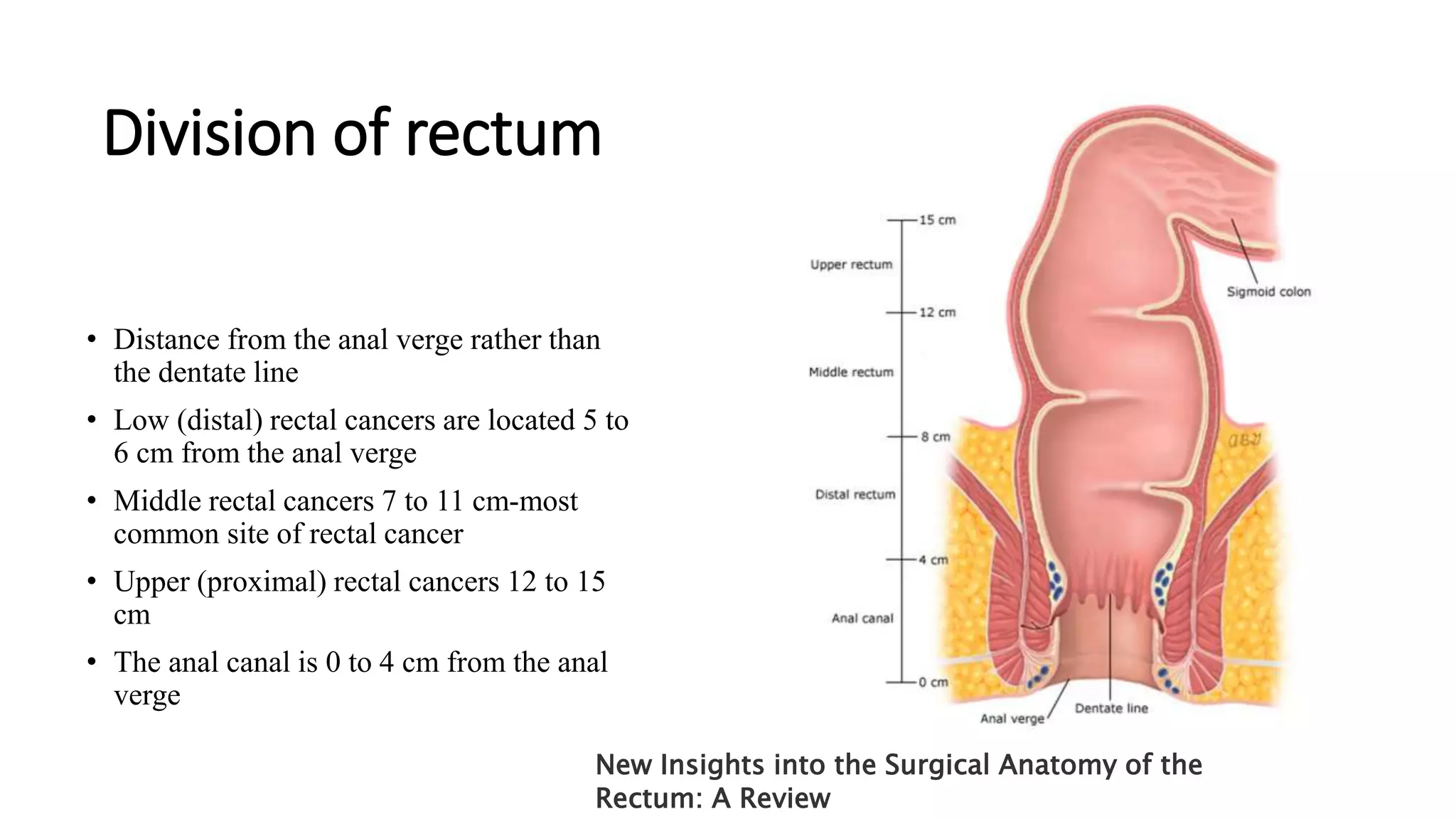 Proctotomy surgical anatomy of rectum | PPTX