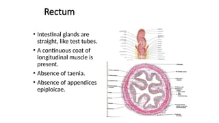 Rectum, gross anatomy and histology ppt.pptx