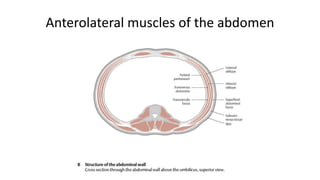 Anterolateral muscles of the abdomen
 