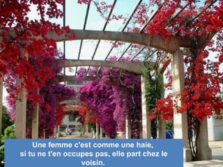 Une femme c'est comme une haie,
si tu ne t'en occupes pas, elle part chez le
voisin.
 