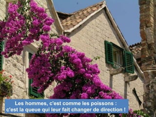 Les hommes, c'est comme les poissons :
c'est la queue qui leur fait changer de direction !
 