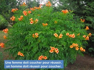 Une femme doit coucher pour réussir,
un homme doit réussir pour coucher.
 