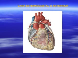 CARA ESTERNOCOSTAL O ANTERRIOR 