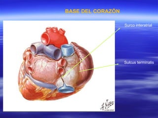 BASE DEL CORAZÓN Surco interatrial Sulcus terminalis 