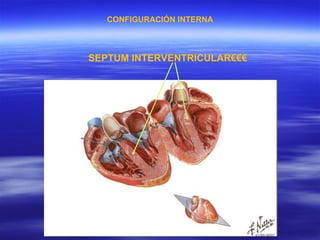 SEPTUM INTERVENTRICULAR€€€ CONFIGURACIÓN INTERNA 