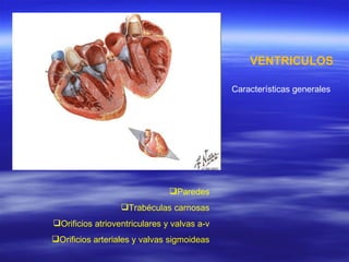 VENTRICULOS Características generales Paredes Trabéculas carnosas Orificios atrioventriculares y valvas a-v Orificios arteriales y valvas sigmoideas 