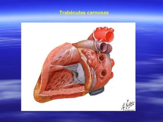 Trabéculas carnosas 