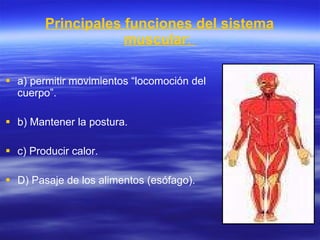 Principales funciones del sistema muscular :  a) permitir movimientos “locomoción del cuerpo”. b) Mantener la postura. c) Producir calor. D) Pasaje de los alimentos (esófago). 