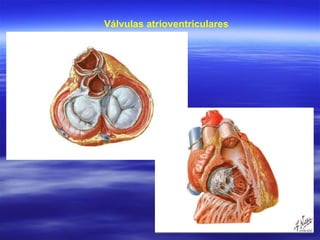 Válvulas atrioventriculares 