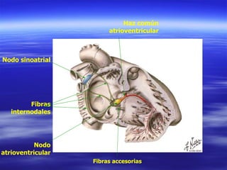 Nodo sinoatrial Fibras internodales Nodo atrioventricular Haz común atrioventricular Fibras accesorias 