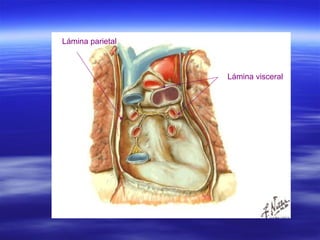 Lámina parietal Lámina visceral 