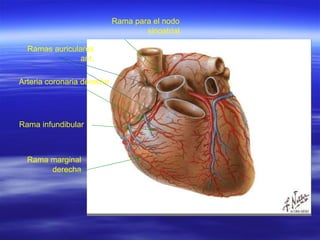 Arteria coronaria derecha Rama marginal derecha Rama infundibular Rama para el nodo sinoatrial Ramas auriculares ant. 