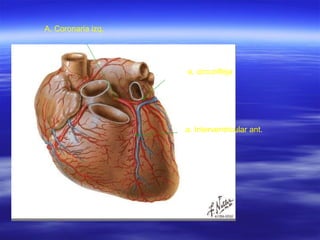 A. Coronaria izq. a. circunfleja a. Interventricular ant. 
