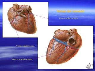 Venas del corazón Vena cardíaca mayor Venas cardíacas acc. Vena coronaria menor 