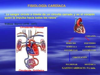 “ La sangre circula a través de un circuito cerrado y es el corazón quien la impulsa hacia todos los vasos” William  Harvey (1578 - 1657) GASTO CARDIACO: 5 L/min. FISIOLOGÍA CARDÍACA CORAZÓN DERECHO  IZQUIERDO AURÍCULA  AURÍCULA VENTRÍCULO  VENTRÍCULO CIRCULACIÓN PULMONAR  SISTÉMICA Circulación Pulmonar Circulación Sistémica 