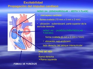 Excitabilidad Propagación del impulso cardíaco NODO SA: (SINOAURICULAR - KEITH Y FLACK) marcapaso cardíaco forma ovalada (15 mm x 5 mm x 2 mm) ubicación:  subendocard. parte superior de la aurícula derecha NODO AV:  (AURÍCULOVENTRICULAR - TAWARA) forma ovalada (6 mm x 3 mm x 1mm) ubicación: sub-endocard.  lado derecho del tabique interauricular HAZ DE HIS: Rama derecha Rama izquierda FIBRAS DE PURKINJE 
