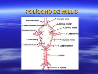 POLÍGONO DE WILLIS 