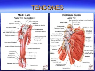 TENDONES 