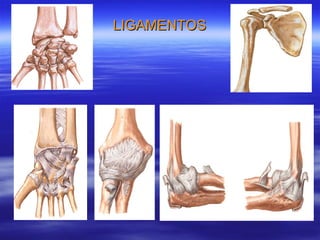 LIGAMENTOS 