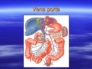 Vena porta 